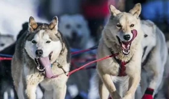 Коронавирус угрожает участникам гонки на собачьих упряжках