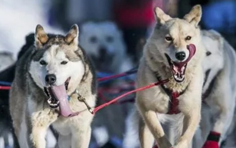 Коронавирус угрожает участникам гонки на собачьих упряжках