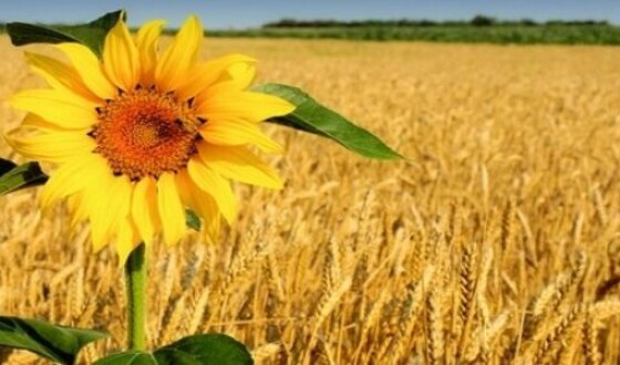 В Украине сокращается сельхозпроизводство