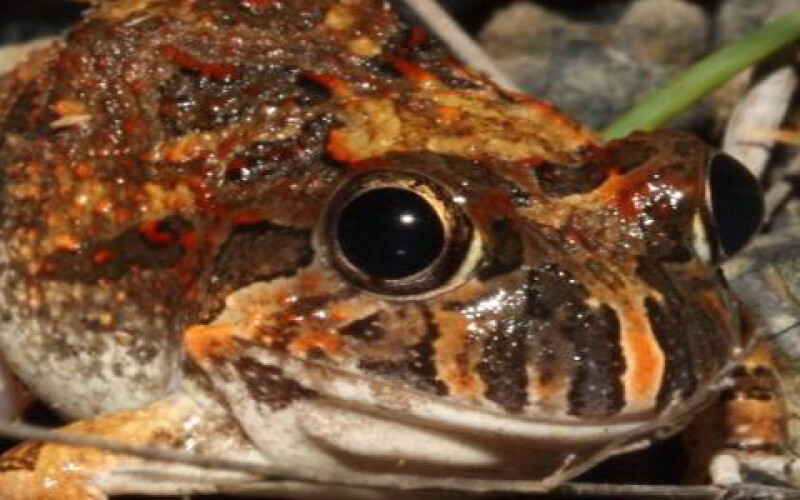 В Колумбии обнаружен новый вид жаб