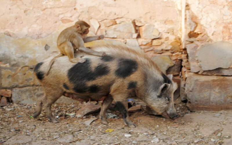 Свинья и обезьяна удивили туристов в Индии