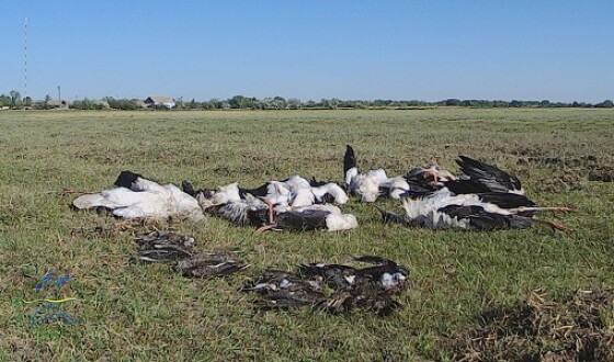 У парку Тузловські лимани град вбив сотні птахів