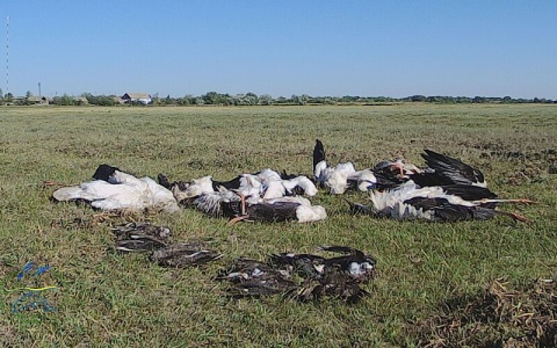 У парку Тузловські лимани град вбив сотні птахів