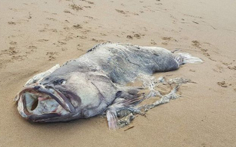 В Австралии на пляж выбросило неизвестную гигантскую рыбу