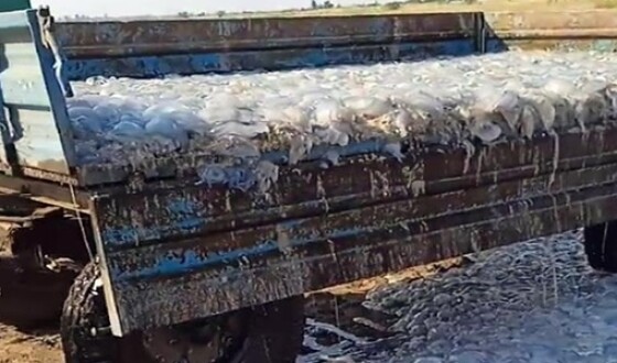 Медуз в Кирилівці вивозять з пляжу причепами