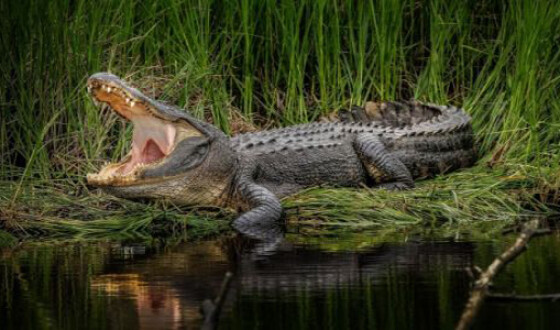 В Індонезії крокодил повністю проковтнув восьмирічного хлопчика