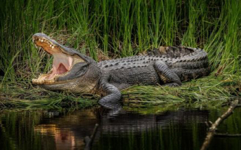 У Мексиці через рясні дощі крокодили нападають на людей