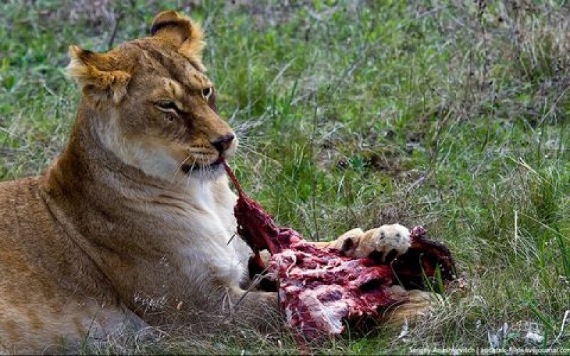 В Дании львов кормят домашними животными