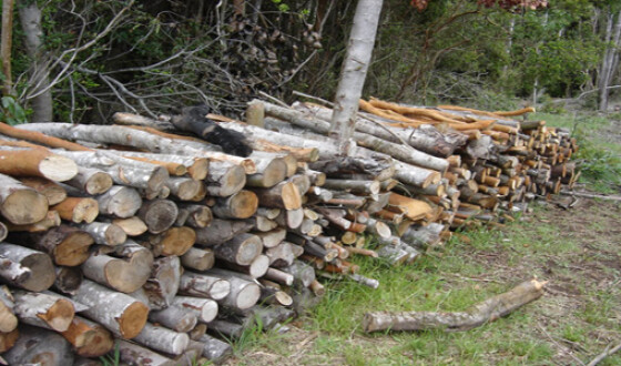 НАБУ расследует отчуждения древесины государственным лесхозом