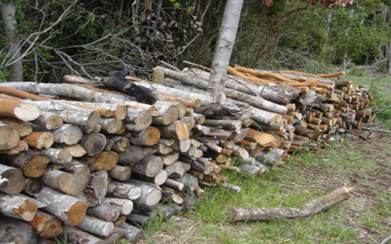 На Волині незаконно зрізали деревину